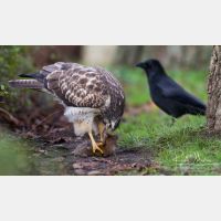 5184 x 3059_Px _RM_131126_MG_1615.jpg