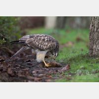 5184 x 3456_Px _RM_131126_MG_1634.jpg