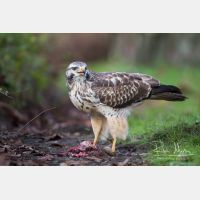 5184 x 3456_Px _RM_131126_MG_2108.jpg