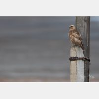 5198 x 3465 Px   _RM_190609_D2_0143.jpg