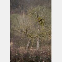 3648 x 5472 Px   _RM_190306_Q4A2269.jpg