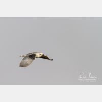 4381 x 2921_Px _RM_140307_MG_1532.jpg