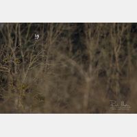 4798 x 3199 Px   _RM_190306_Q4A2319.jpg