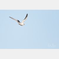 5472 x 3648 Px   _RM_190129_Q4A0512.jpg