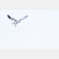 5472 x 3648 Px   _RM_190129_Q4A0611.jpg