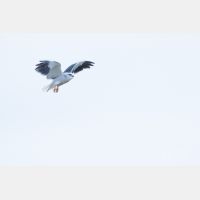 5472 x 3648 Px   _RM_190129_Q4A0620.jpg