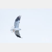 5472 x 3648 Px   _RM_190129_Q4A0632.jpg