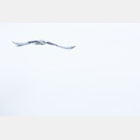 5472 x 3648 Px   _RM_190129_Q4A0659.jpg