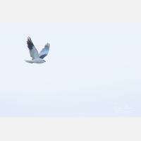 5472 x 3648 Px   _RM_190129_Q4A0699.jpg