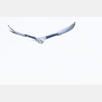 5472 x 3648 Px   _RM_190129_Q4A0757.jpg