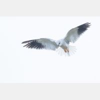 5472 x 3648 Px   _RM_190129_Q4A0778.jpg