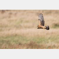 3630 x 2420 Px   _RM_201022_D2_8324.jpg