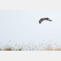 3661 x 2441 Px   _RM_191020_D2_3131.jpg