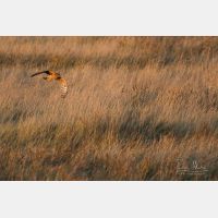 3682 x 2455 Px   _RM_191030_D2_7397.jpg