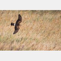 3693 x 2462 Px   _RM_201022_D2_8293.jpg