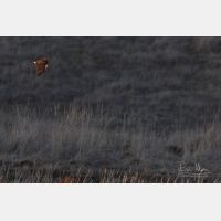 4073 x 2715 Px   _RM_180214_5D3_5666.jpg