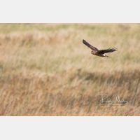 4271 x 2847 Px   _RM_201022_D2_8322.jpg