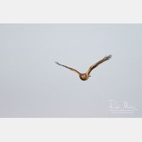 4772 x 3181_Px _RM_111015_MG_4968.jpg