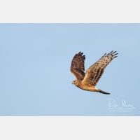 4782 x 3188_Px _RM_111015_MG_4973_b.jpg