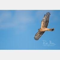 4929 x 3286 Px   _RM_201023_SKL3450.jpg