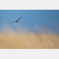 5051 x 3367 Px   _RM_201023_SKL3439.jpg