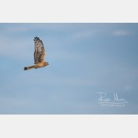 5639 x 3759 Px   _RM_201023_SKL3443.jpg