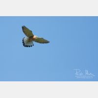 3005 x 2003_Px _RM_100410_MG_9922.jpg