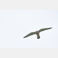 3444 x 2296_Px _RM_110323_MG_2516.jpg