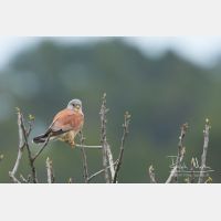 3576 x 2384_Px _RM_110323_MG_2627.jpg