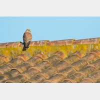 5472 x 3648 _Px_RM_190128_Q4A9764.jpg