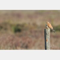 5472 x 3648 _Px_RM_190128_Q4A9769.jpg