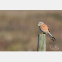 5472 x 3648 _Px_RM_190128_Q4A9773.jpg