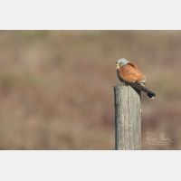 5472 x 3648 _Px_RM_190128_Q4A9795.jpg