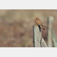 5472 x 3648 _Px_RM_190128_Q4A9806.jpg