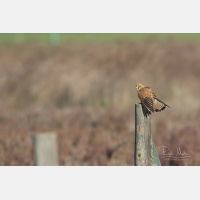 5472 x 3648 _Px_RM_190128_Q4A9825.jpg