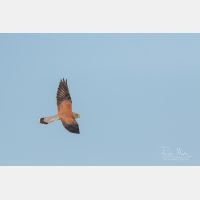 5472 x 3648 _Px_RM_190128_Q4A9845.jpg