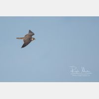 2750 x 1833 Px   _RM_201024DSC_0431.jpg