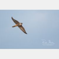 3042 x 2028 Px   _RM_201024DSC_0448.jpg