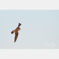 3489 x 2326_Px _RM_160614_MG_5458.jpg