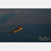 3653 x 2435_Px _RM_160614_MG_5472.jpg