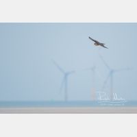 3717 x 2478 Px   _RM_201024DSC_0405.jpg