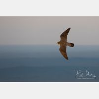 3961 x 2640_Px _RM_160614_MG_5409.jpg