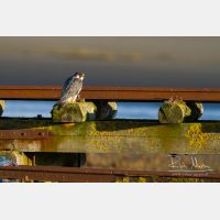 3997 x 2665_Px _RM_121027_MG_1328.jpg