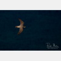 4160 x 2773_Px _RM_160614_MG_5418.jpg