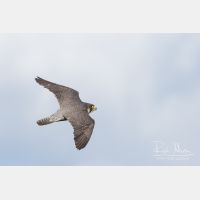 4181 x 2787_Px _RM_160615_MG_9944-2.jpg