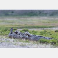 4262 x 2841_Px _RM_170614_MG_7533.jpg