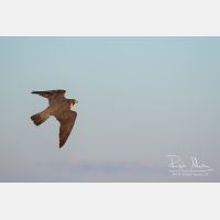 4424 x 2949_Px _RM_160614_MG_5447.jpg