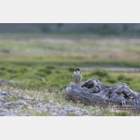 4517 x 3012_Px _RM_170614_MG_7550.jpg