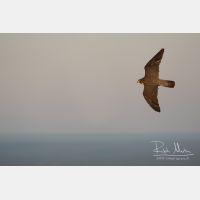 4618 x 3079_Px _RM_160614_MG_5370.jpg