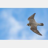 4627 x 3084_Px _RM_160615_MG_5927.jpg